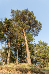 edge of the coniferous forest illuminated by sunlight, pines grow on a hill, clear day with blue sky
