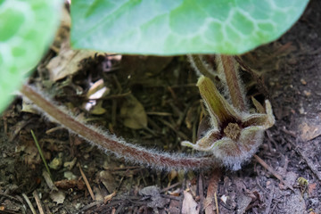 Little brown jug wildflower