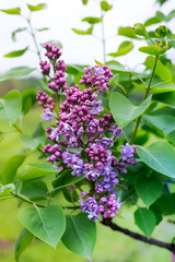 purple lilac branch in the green garden