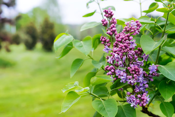 purple lilac branch in the green garden