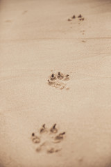 Fototapeta na wymiar Footprints of dog in beach of North Spain