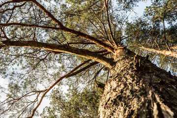 Crown of pine against the blue sky. Spring in a pine forest. View of the tops of the pine trees.
