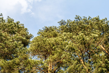 Crown of pine trees in a forest in the spring time against the blue sky