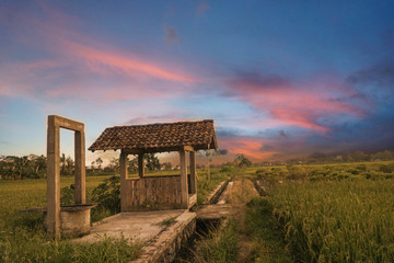 The farmer's hut beside the well in the middle of the rice fields