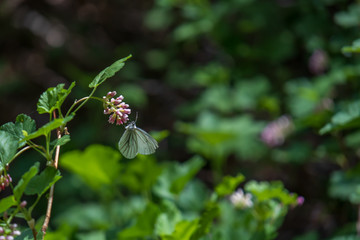 Purple wildflower with pale tan butterfly
