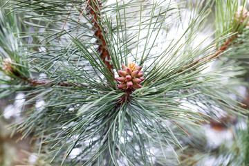 young needles and a bump on a sprig of pine in spring.