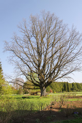 Spring landscape in botanical garden. Large tree