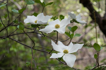 Dogwood blossoms, close-up