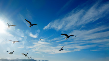 Close up flock of seagulls flying over blue sunny sky