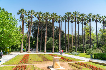 Sun peaking through tall palm trees in the National Gardens, Athens, Greece