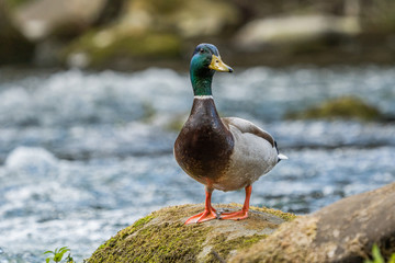 Mallard duck male drake perched on a rock.