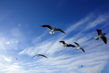 Close up flock of seagulls flying over blue sunny sky