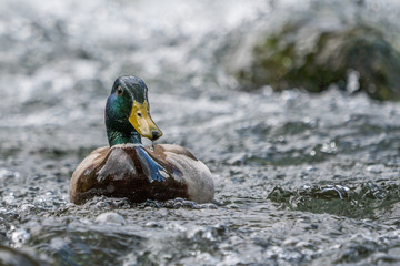 Soaked Mallard duck male swimming in river rapids