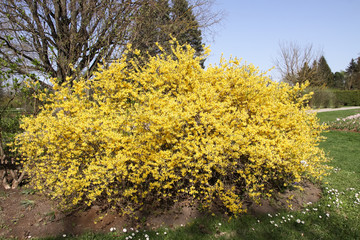 Blooming forsythia spring yellow beautiful bright flowers