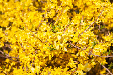 Blooming forsythia spring yellow beautiful bright flowers