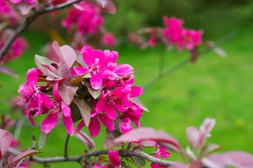 Beautiful spring blooming apple tree, pink flowers against green background.
