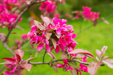 Beautiful spring blooming apple tree, pink flowers against green background.