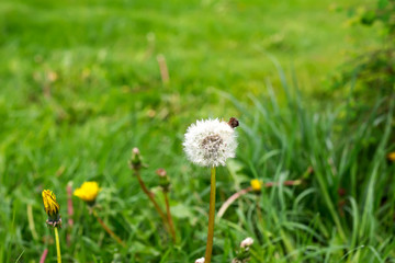 Air dandelions on a green field. Spring background.