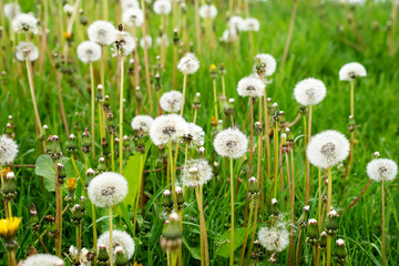 Air dandelions on a green field. Spring background.