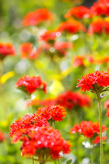 Red flowers of Lychnis chalcedonica. Maltese Cross plant in the summer garden