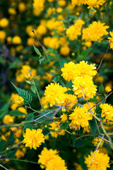 details of a yellow flowering plant, Kerria japonica pleniflora, double flower