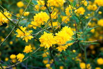 details of a yellow flowering plant, Kerria japonica pleniflora, double flower