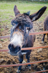 A donkey (also known as, ass) – Equus africanus asinus – leans of the pasture gate to curiously greet the viewer.