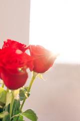 Red rose on the window background wallpaper texture view beautiful flora romantic lovely bouquet present love bloom flower style faded calm