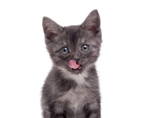 Gray kitten on an isolated background