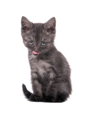 Gray kitten on an isolated background