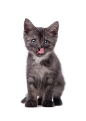Gray kitten on an isolated background
