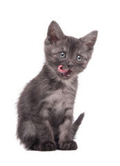 Gray kitten on an isolated background
