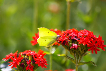 Butterfly Limonite, common brimstone, Gonepteryx rhamni on the Lychnis chalcedonica blooming plant outdoors