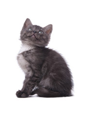 Gray kitten on an isolated background