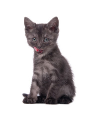 Gray kitten on an isolated background