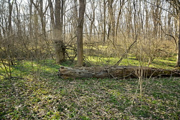 "Black Lake". (swamp black forest) Ukraine.