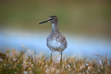 Cute water bird Wood Sandpiper. Water nature background. Bird: Tringa glareola. 