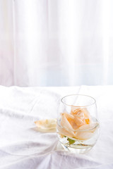 Beautiful fresh head beige Roses in glass on light background. Minimal floral composition for romantic gift.