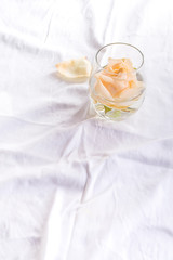 Beautiful fresh head beige Roses in glass on light background. Minimal floral composition for romantic gift.