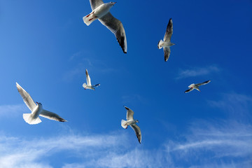 Close up seagulls flying over blue sunny sky