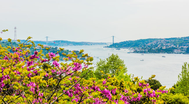 Judas trees (Turkish: Erguvan) in Istanbul. Beautiful spring view of the Istanbul Bosphorus. Turkey..