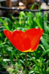 One red tulip flower shot close-up.