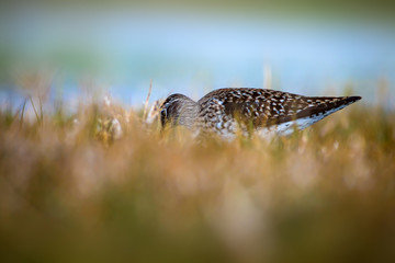 Cute water bird Wood Sandpiper. Water nature background. Bird: Tringa glareola. 