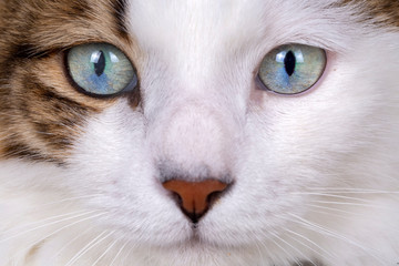 Pet animal; cute cat indoor. Blue eyed cat.