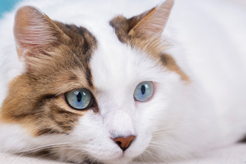 Pet animal; cute cat indoor. Blue eyed cat.