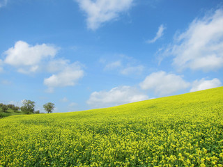 Obraz premium 菜の花畑と青空と雲