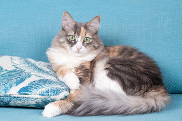 Obraz na płótnie Canvas Pet animal; cute cat indoor. House cat.