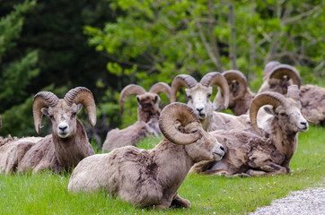 Bighorn sheep - (Ovis canadensis) a hurd of sheep sitting on grass