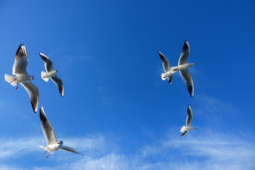 Close up seagulls flying over blue sunny sky