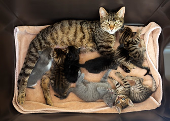 Pet animal; cute cat indoor. Mother cat and baby cats.